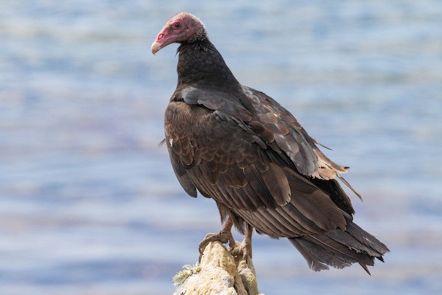 ALLEN-BRADLEY ELEMENTO TERMICO 100-105