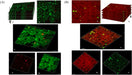 BFRS BASE FLUORESC RED SLIM L