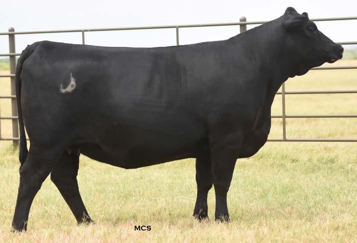 JUPITER CURVA CED40 1