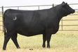 JUPITER CURVA CED40 1