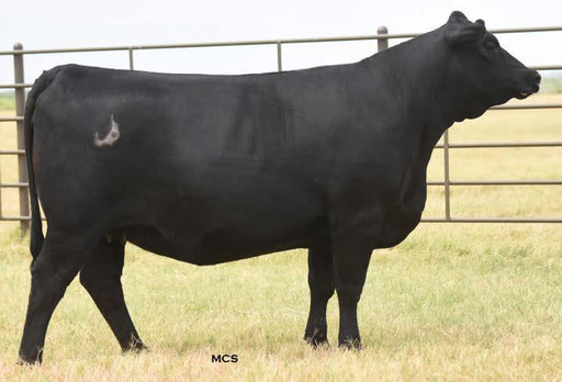 JUPITER CURVA CED40 1